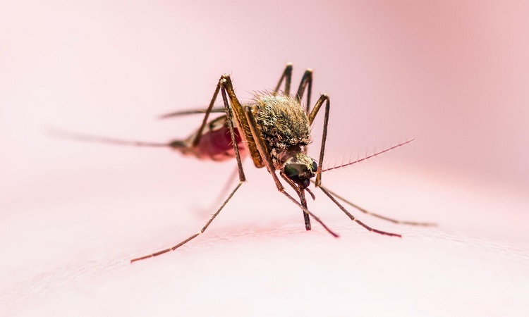 Mách bạn 19 cách đuổi muỗi hiệu trong phòng ngủ hiệu quả
