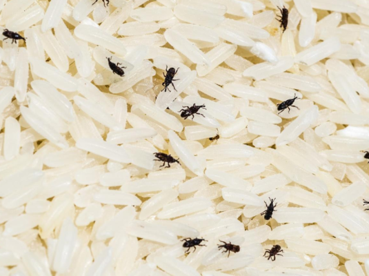 Các mẹo diệt mọt thóc để bảo quản gạo hiệu quả, an toàn